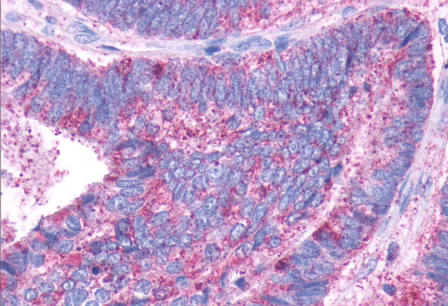 DRD1 Antibody in Immunohistochemistry (Paraffin) (IHC (P))