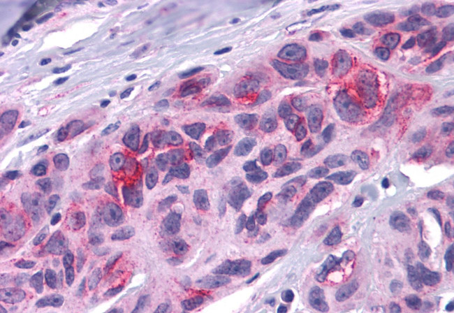 DUSP23 Antibody in Immunohistochemistry (Paraffin) (IHC (P))