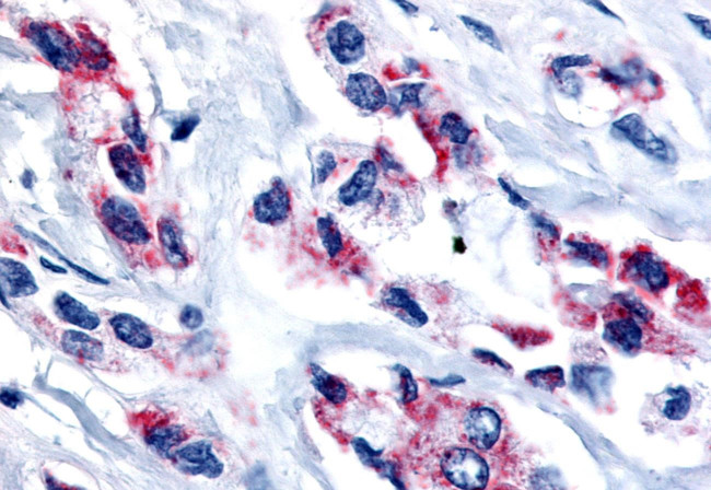 ESRRB Antibody in Immunohistochemistry (Paraffin) (IHC (P))