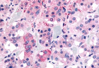 GHSR Antibody in Immunohistochemistry (Paraffin) (IHC (P))