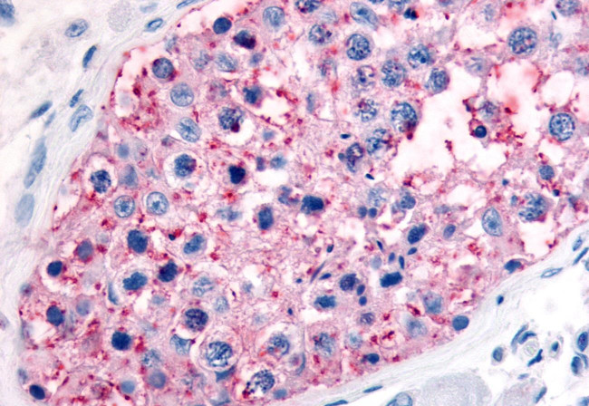 Connexin 43 Antibody in Immunohistochemistry (Paraffin) (IHC (P))