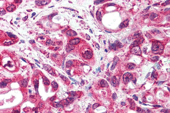 GLP1R Antibody in Immunohistochemistry (Paraffin) (IHC (P))