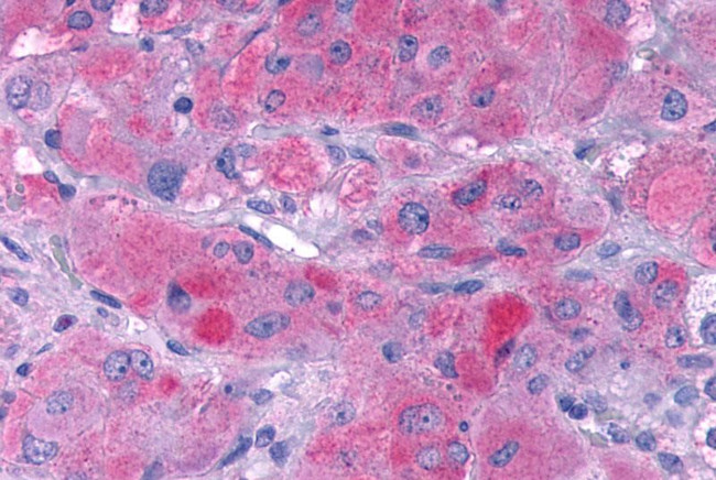 GLP1R Antibody in Immunohistochemistry (Paraffin) (IHC (P))