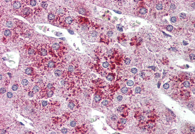 GLP2R Antibody in Immunohistochemistry (Paraffin) (IHC (P))