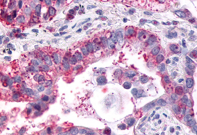 GPR1 Antibody in Immunohistochemistry (Paraffin) (IHC (P))