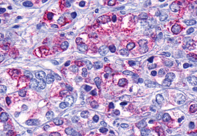 GPR139 Antibody in Immunohistochemistry (Paraffin) (IHC (P))