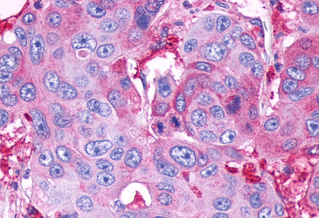 GPR39 Antibody in Immunohistochemistry (Paraffin) (IHC (P))