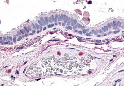 GPR4 Antibody in Immunohistochemistry (Paraffin) (IHC (P))