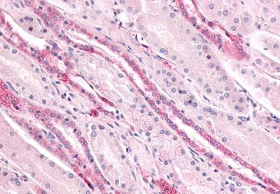 GPR4 Antibody in Immunohistochemistry (Paraffin) (IHC (P))