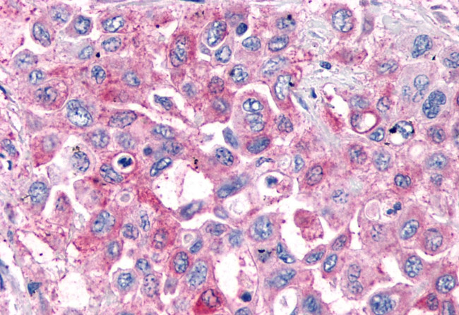 GPR4 Antibody in Immunohistochemistry (Paraffin) (IHC (P))