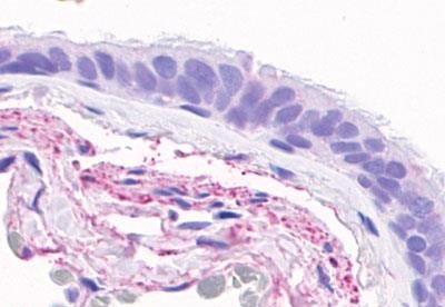 GPR4 Antibody in Immunohistochemistry (Paraffin) (IHC (P))