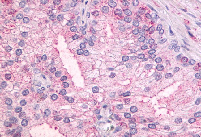 GPR55 Antibody in Immunohistochemistry (Paraffin) (IHC (P))