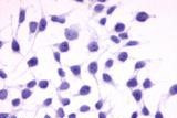 RAI3 Antibody in Immunocytochemistry (ICC/IF)