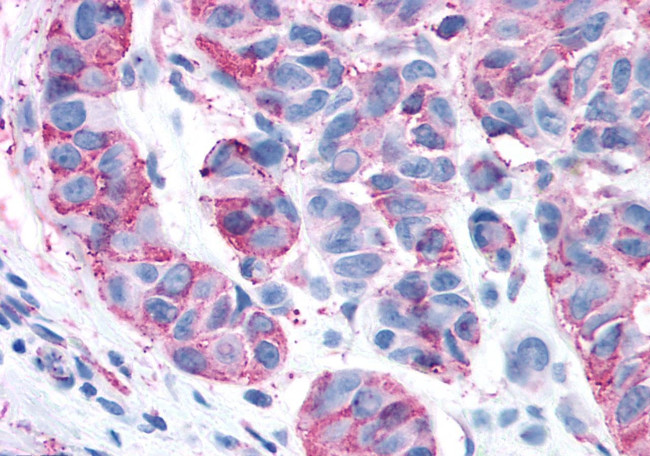 RAI3 Antibody in Immunohistochemistry (Paraffin) (IHC (P))