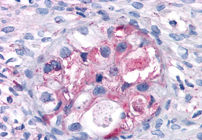 RAI3 Antibody in Immunohistochemistry (Paraffin) (IHC (P))