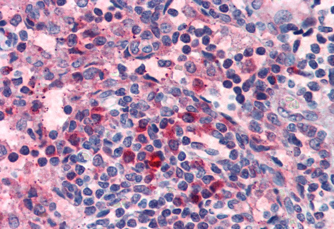 HRH4 Antibody in Immunohistochemistry (Paraffin) (IHC (P))