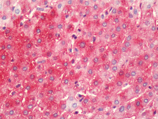 HRH4 Antibody in Immunohistochemistry (Paraffin) (IHC (P))