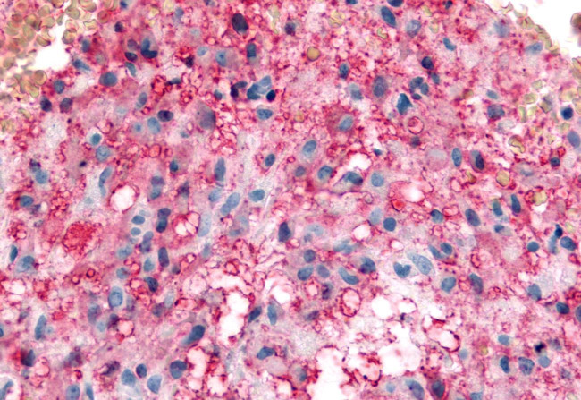 KCNMB3 Antibody in Immunohistochemistry (Paraffin) (IHC (P))