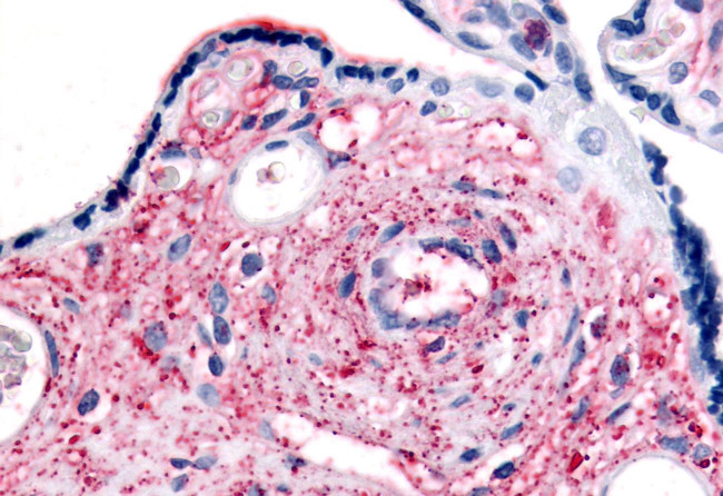 KCNMB3 Antibody in Immunohistochemistry (Paraffin) (IHC (P))