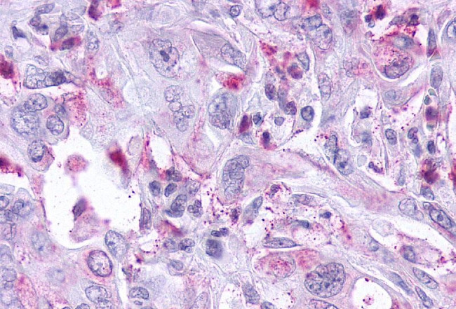 KISS1R Antibody in Immunohistochemistry (Paraffin) (IHC (P))