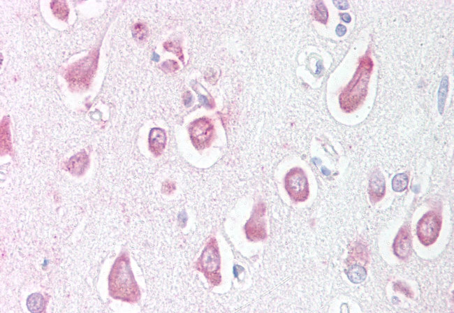 LINGO1 Antibody in Immunohistochemistry (Paraffin) (IHC (P))