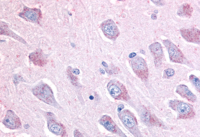 LINGO1 Antibody in Immunohistochemistry (Paraffin) (IHC (P))