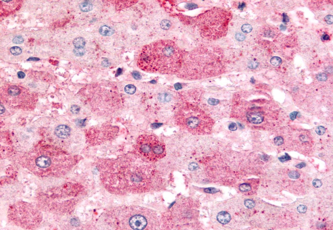 MINK1 Antibody in Immunohistochemistry (Paraffin) (IHC (P))