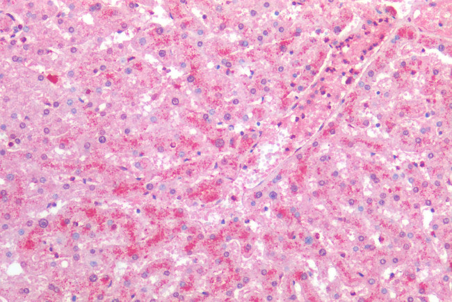 MRGPRX2 Antibody in Immunohistochemistry (Paraffin) (IHC (P))