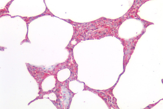 MRGPRX2 Antibody in Immunohistochemistry (Paraffin) (IHC (P))