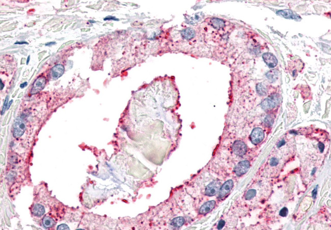 NPFF1 Antibody in Immunohistochemistry (Paraffin) (IHC (P))