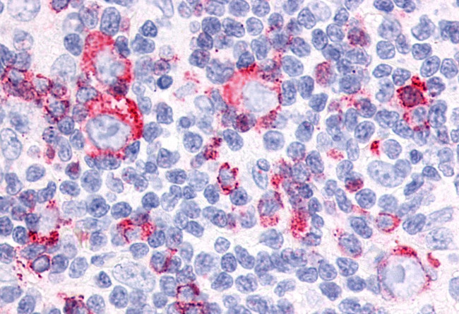 NPFF1 Antibody in Immunohistochemistry (Paraffin) (IHC (P))