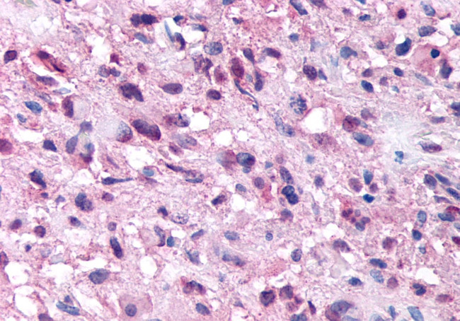 NPSR1 Antibody in Immunohistochemistry (Paraffin) (IHC (P))