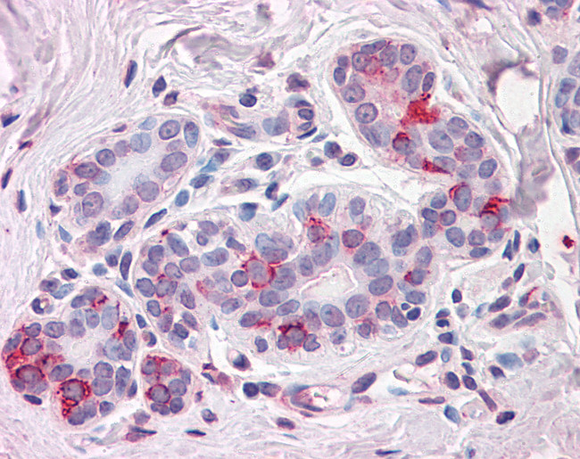 Neuroplastin Antibody in Immunohistochemistry (Paraffin) (IHC (P))