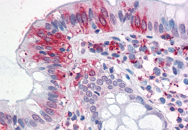 Neuroplastin Antibody in Immunohistochemistry (Paraffin) (IHC (P))