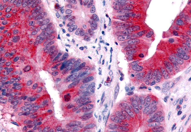 TLX Antibody in Immunohistochemistry (Paraffin) (IHC (P))