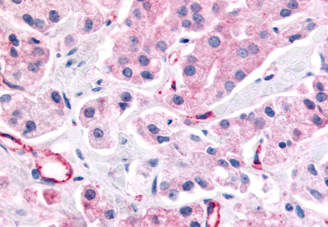 NOR-1 Antibody in Immunohistochemistry (Paraffin) (IHC (P))