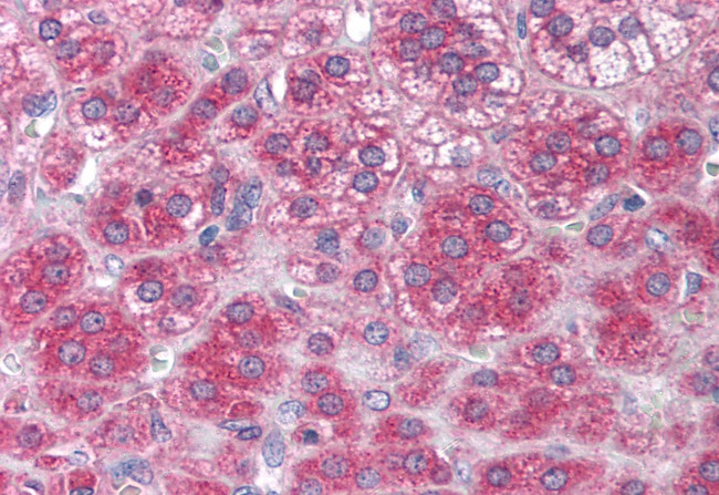 NTF3 Antibody in Immunohistochemistry (Paraffin) (IHC (P))