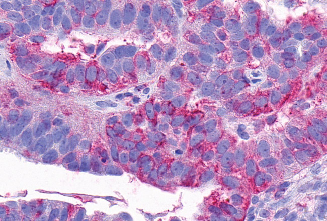 NTSR2 Antibody in Immunohistochemistry (Paraffin) (IHC (P))