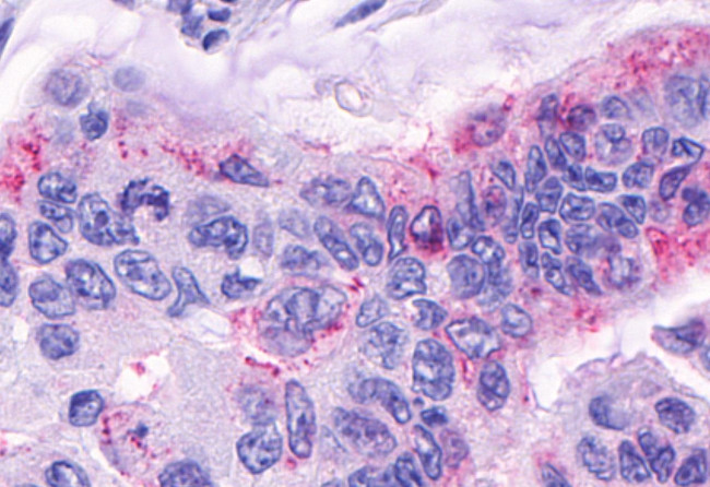 GPR120 Antibody in Immunohistochemistry (Paraffin) (IHC (P))