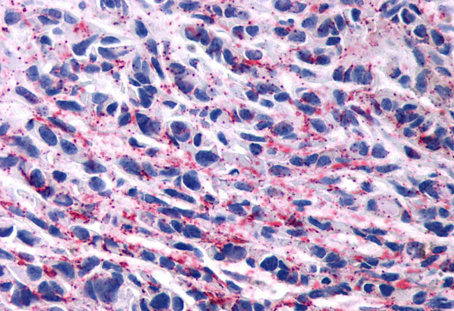 Opsin 3 Antibody in Immunohistochemistry (Paraffin) (IHC (P))