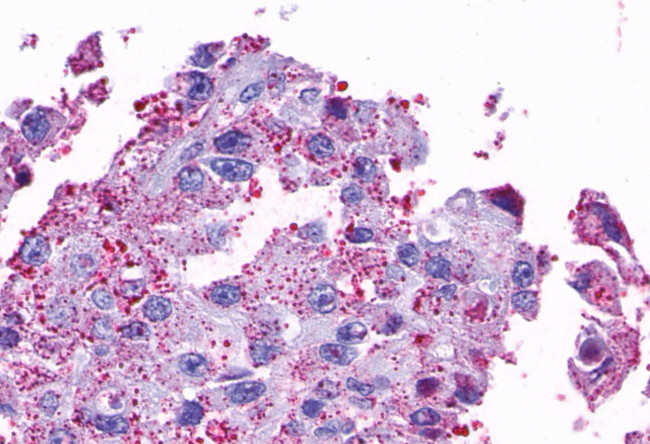 Opsin 5 Antibody in Immunohistochemistry (Paraffin) (IHC (P))