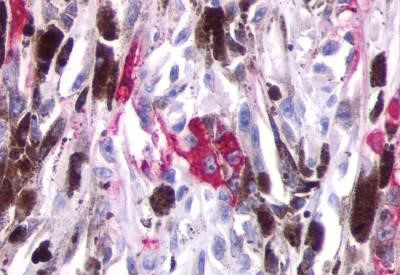 Opsin 5 Antibody in Immunohistochemistry (Paraffin) (IHC (P))