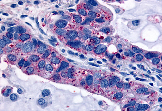 Oxytocin Receptor Antibody in Immunohistochemistry (Paraffin) (IHC (P))