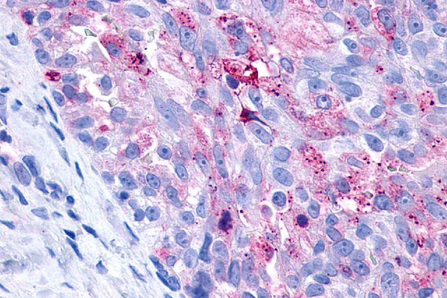 P2Y10 Antibody in Immunohistochemistry (Paraffin) (IHC (P))