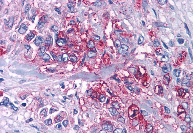 P2Y4 Antibody in Immunohistochemistry (Paraffin) (IHC (P))