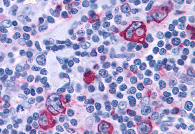 P2Y4 Antibody in Immunohistochemistry (Paraffin) (IHC (P))