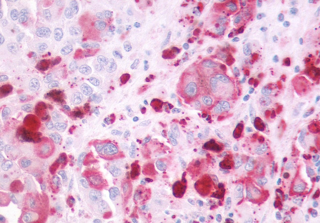 P2Y4 Antibody in Immunohistochemistry (Paraffin) (IHC (P))