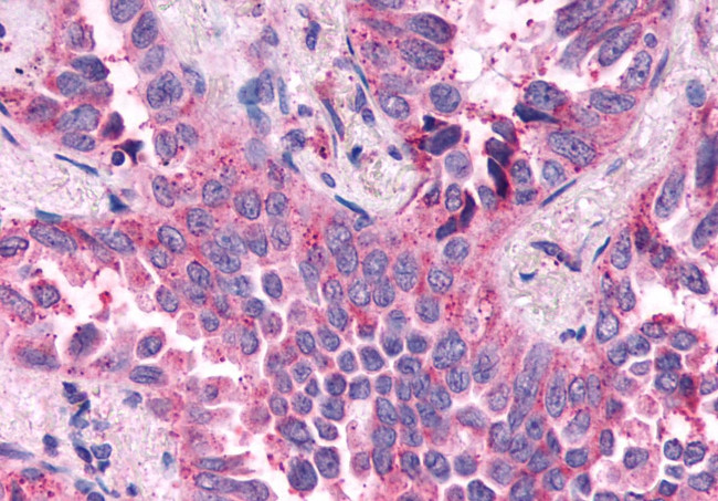 NPY4R Antibody in Immunohistochemistry (Paraffin) (IHC (P))