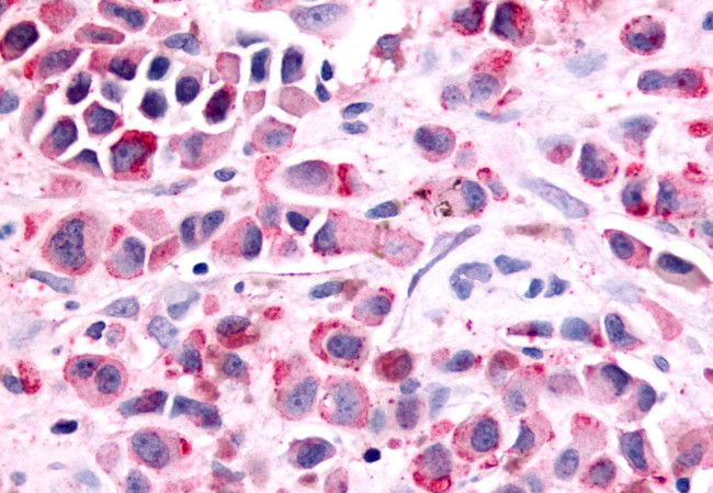 PTGER1 Antibody in Immunohistochemistry (Paraffin) (IHC (P))