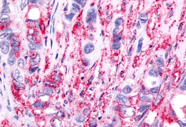 PTGER1 Antibody in Immunohistochemistry (Paraffin) (IHC (P))